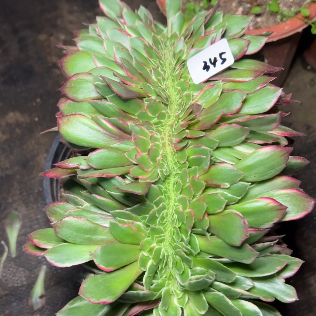 345黑魔锦袖多肉系紫