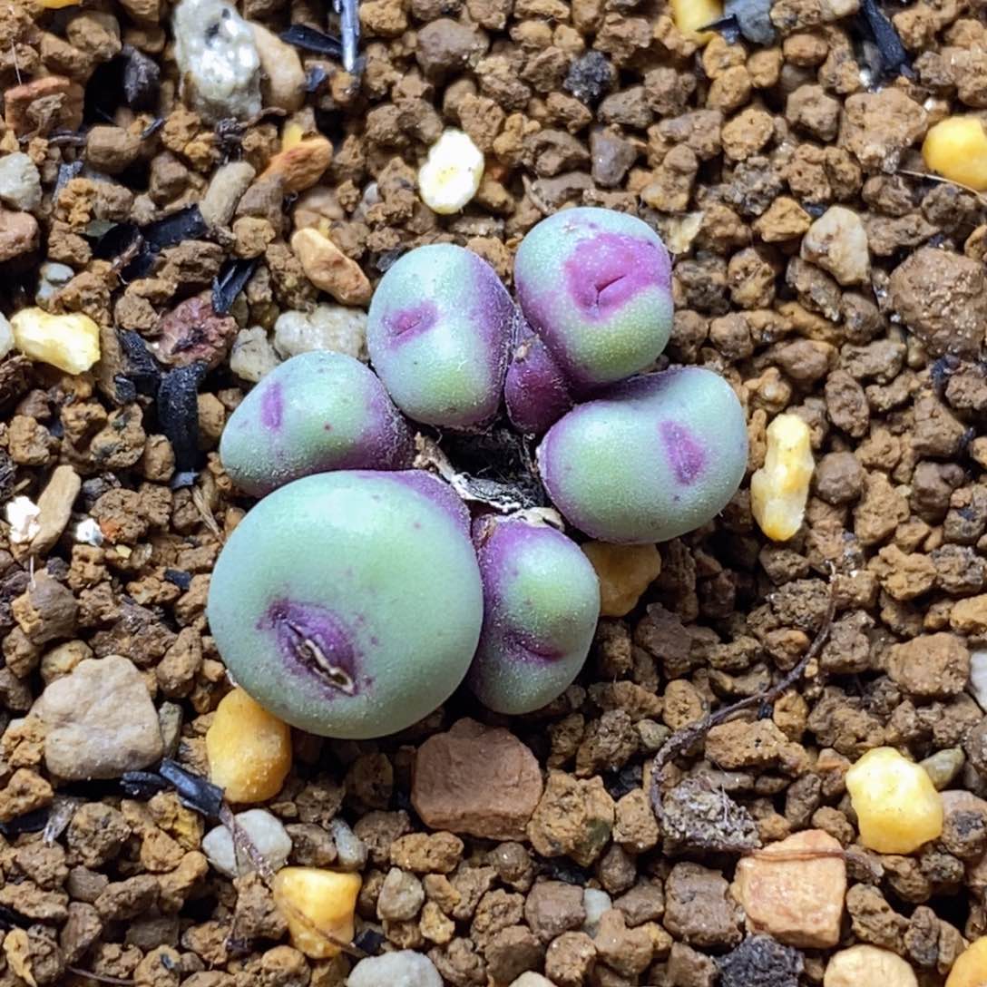 群生小红嘴群生小红嘴