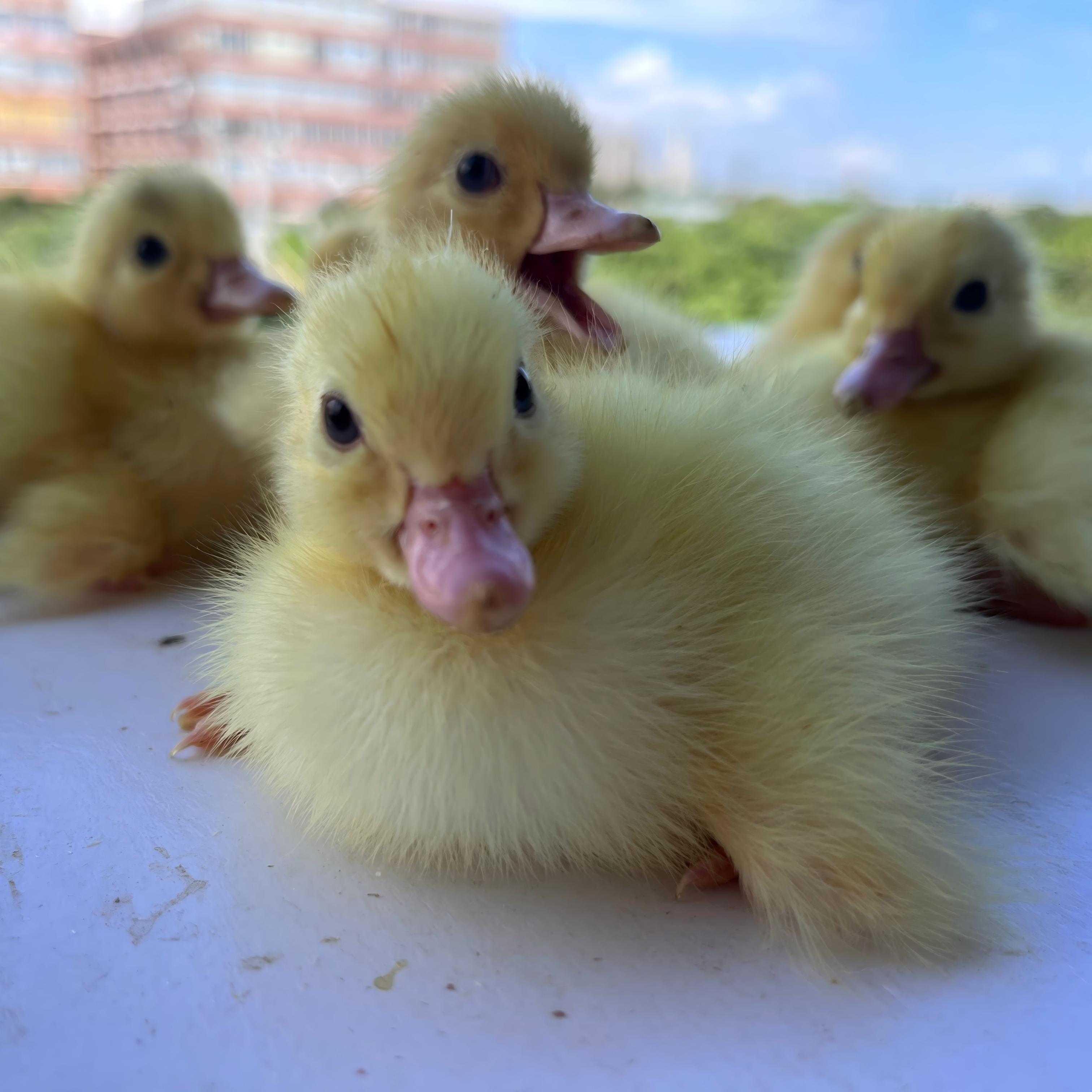 可爱萌宠宠物鸭番鸭活力治愈易饲养好养亲人顺丰包邮