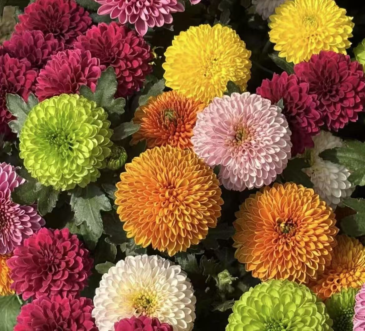 五彩乒乓菊盆栽带花带花苞四季开花阳台庭院盆栽