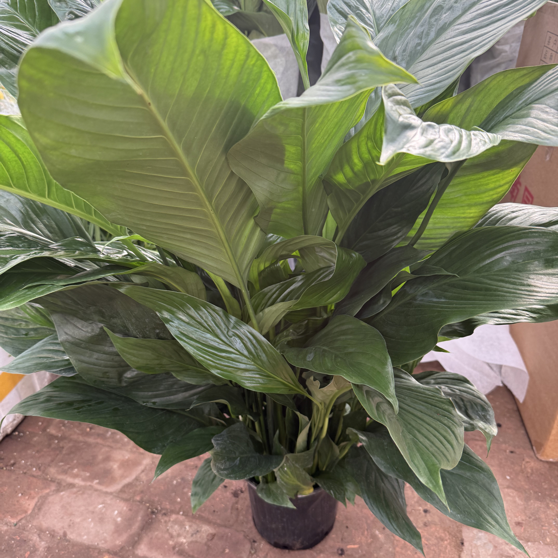 克洛里斯大白掌绿植盆栽