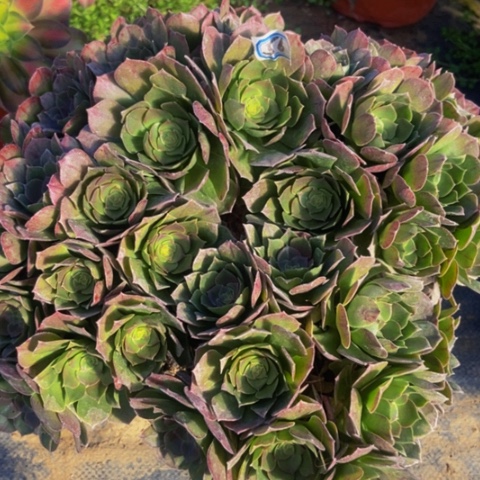 万圣节朵朵多肉植物56多肉