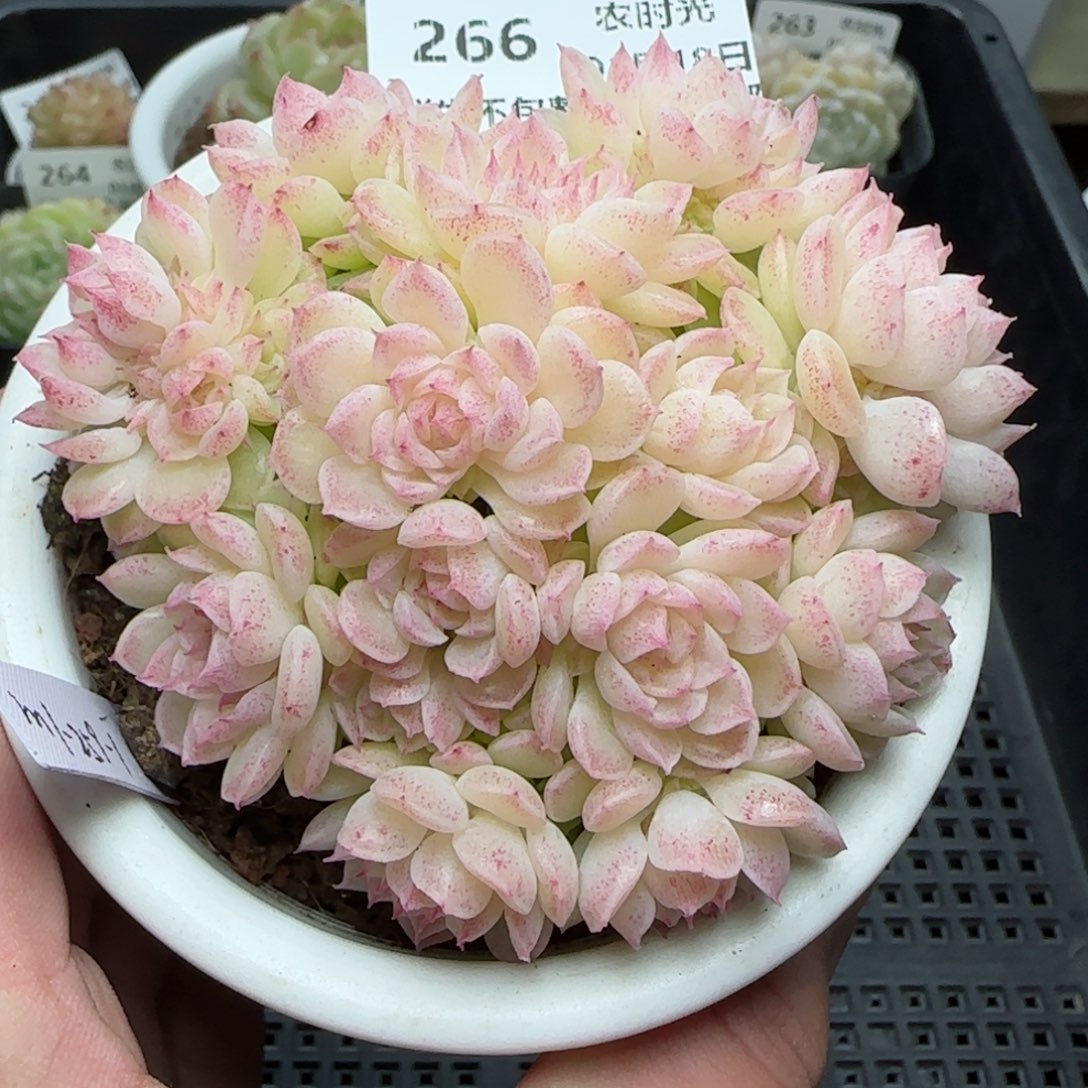 0118-266（M1-259-1）