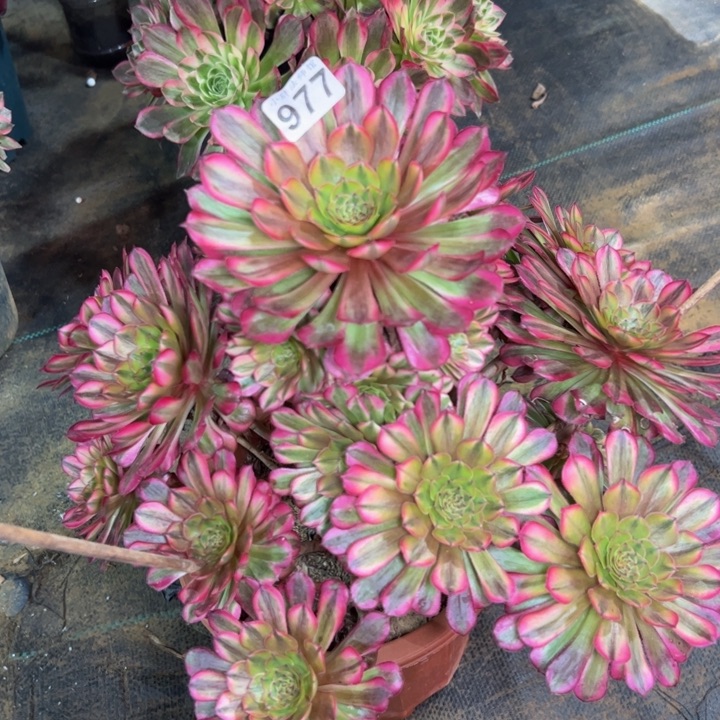 祝融977多肉法师一物一拍