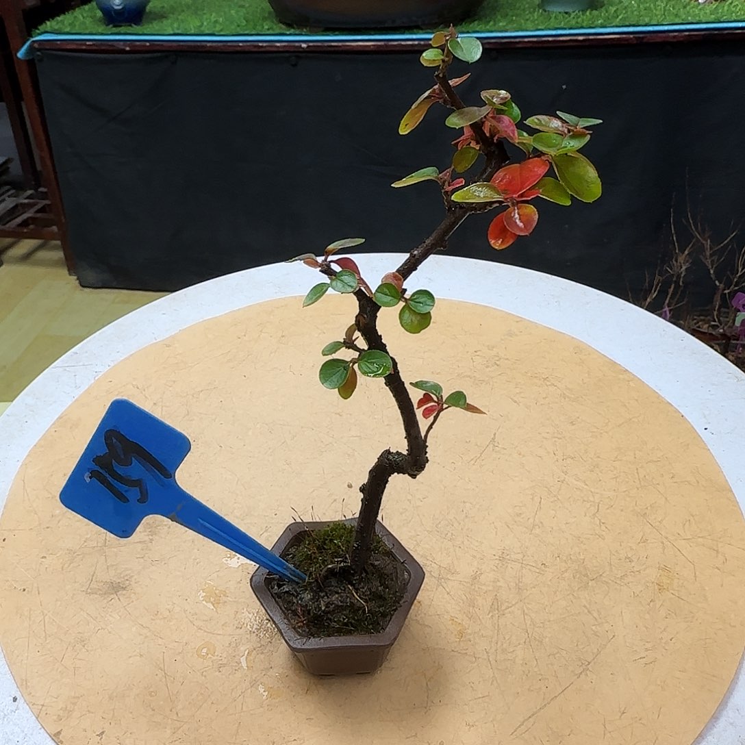 用***9无花朵红花荀子都包邮