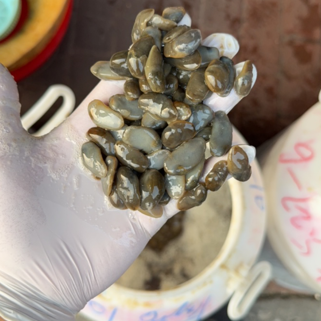 统货慈溪龙山泥螺很咸需要拿回家自己调味加工直播间购买