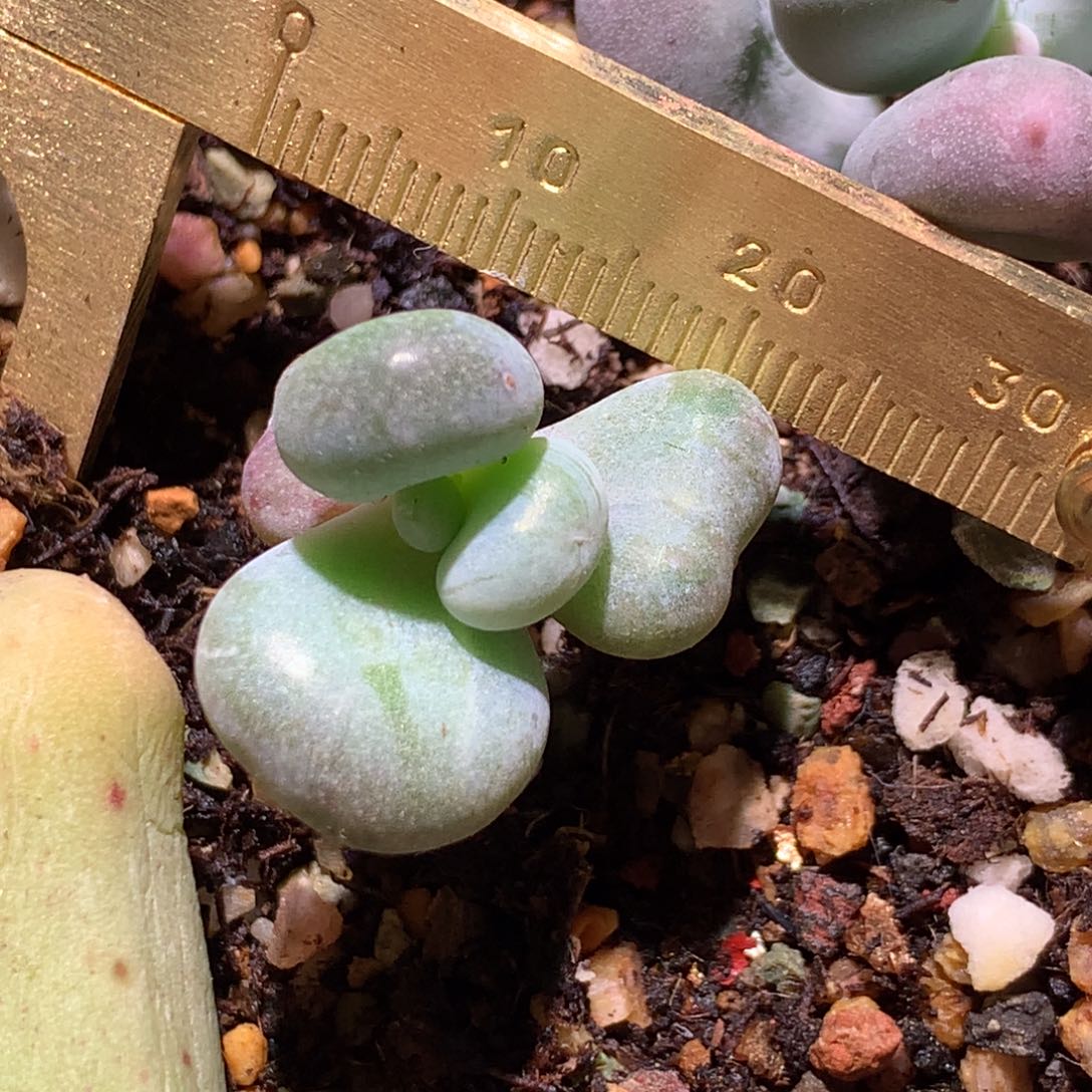 *****油煎奶酪黄油哈哈哈