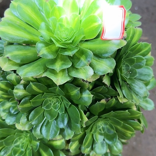 31加急发明天早上八点