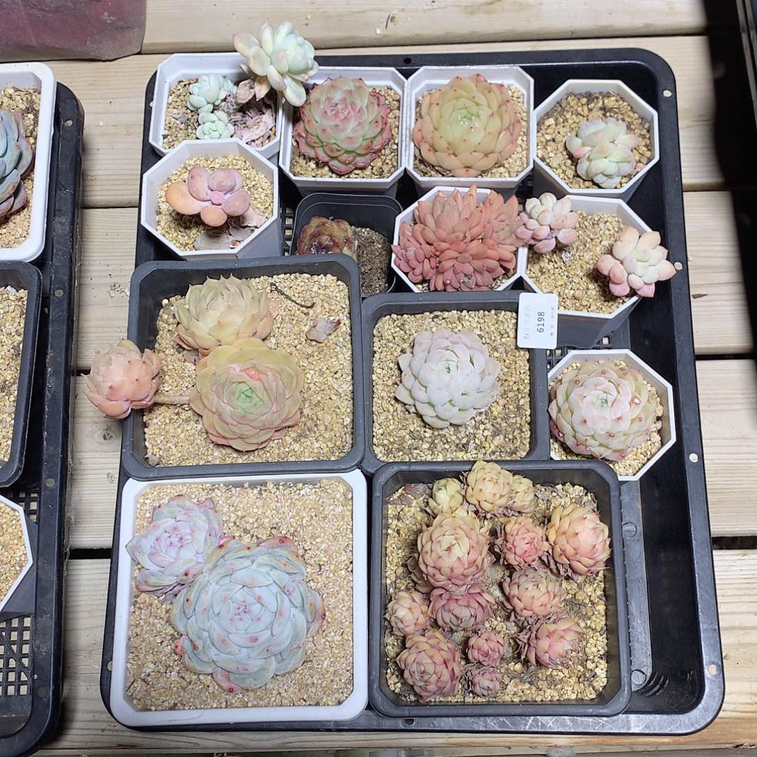 6198一筐多肉脱土发