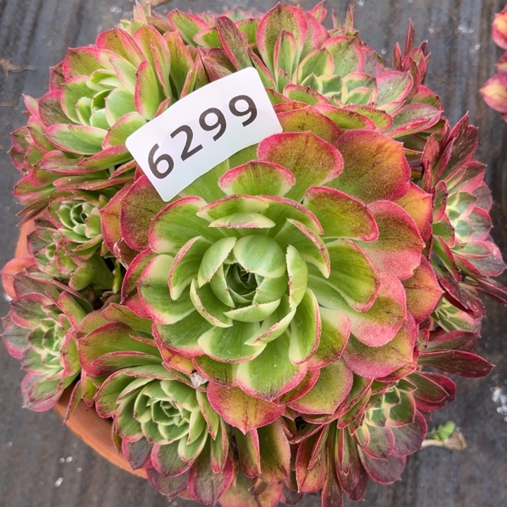 海鲜特价多肉发货