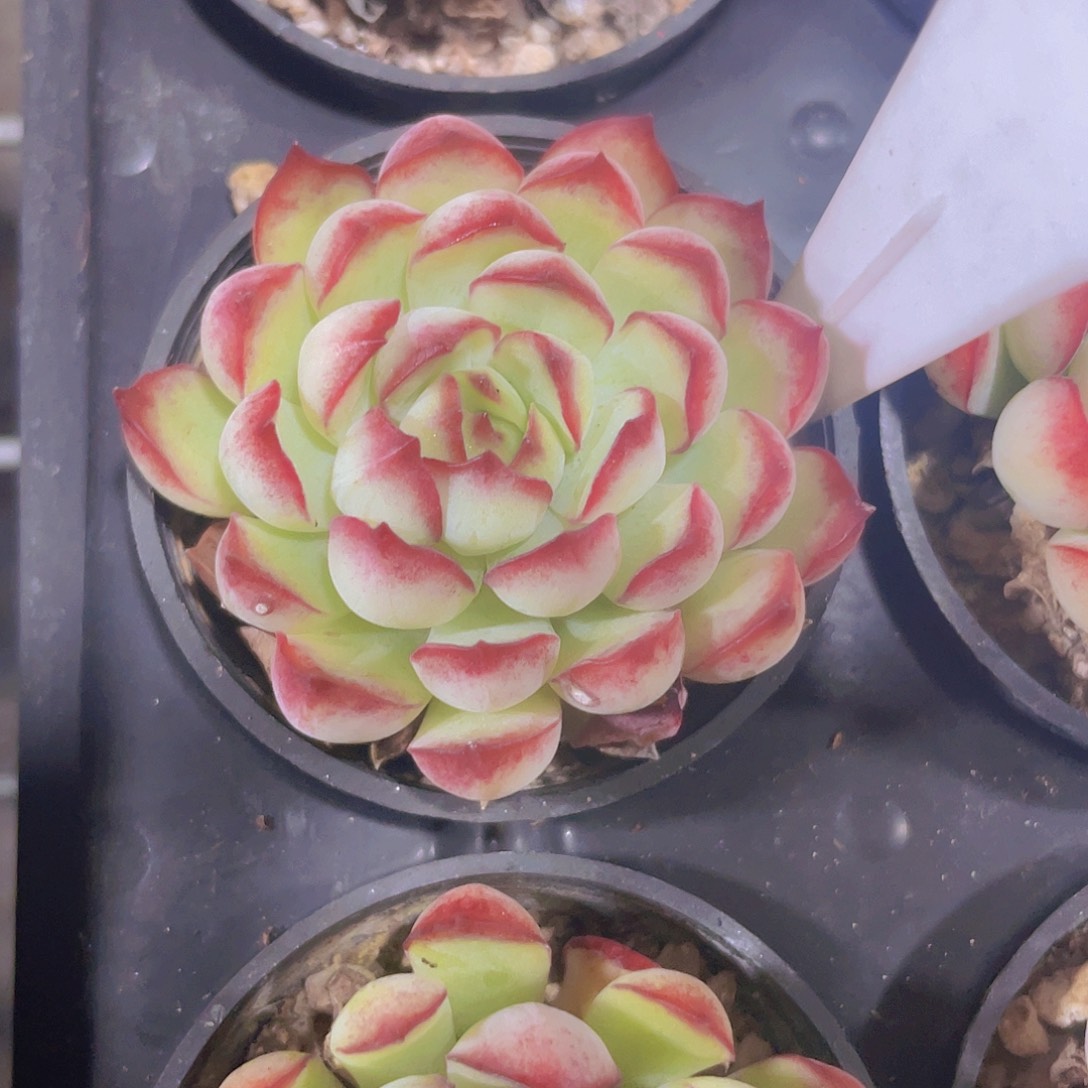 梦幻玫瑰e052一物一拍