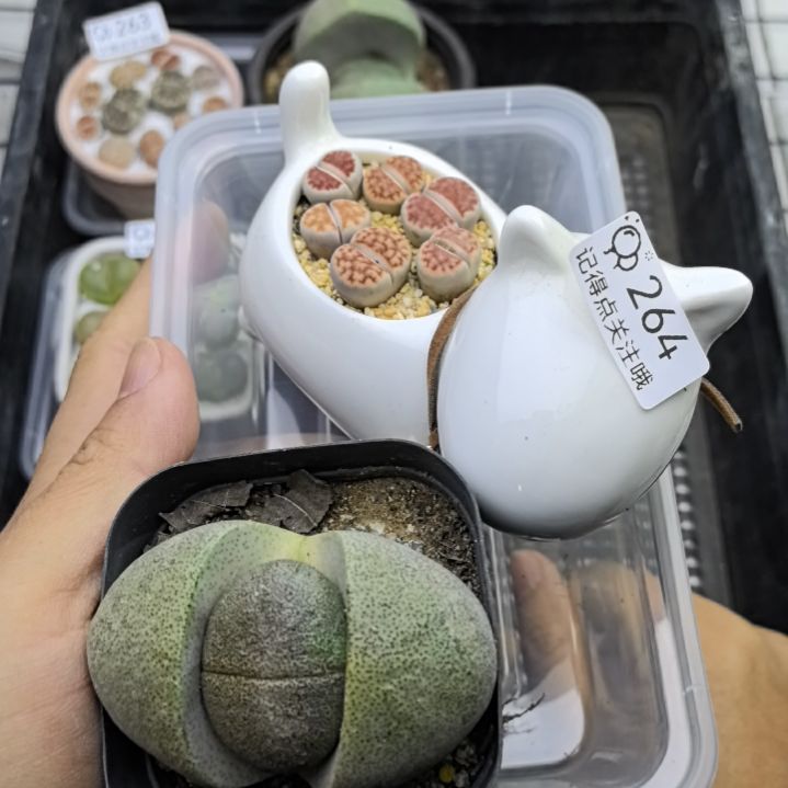 264买一送一带盆发货。