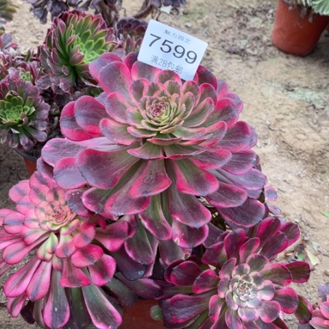 红魔多肉多肉7599