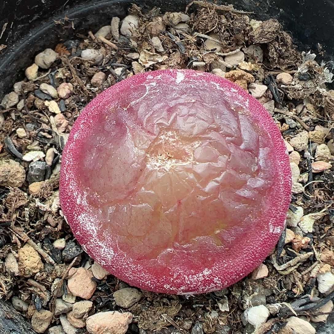 253灯泡带盆土发货