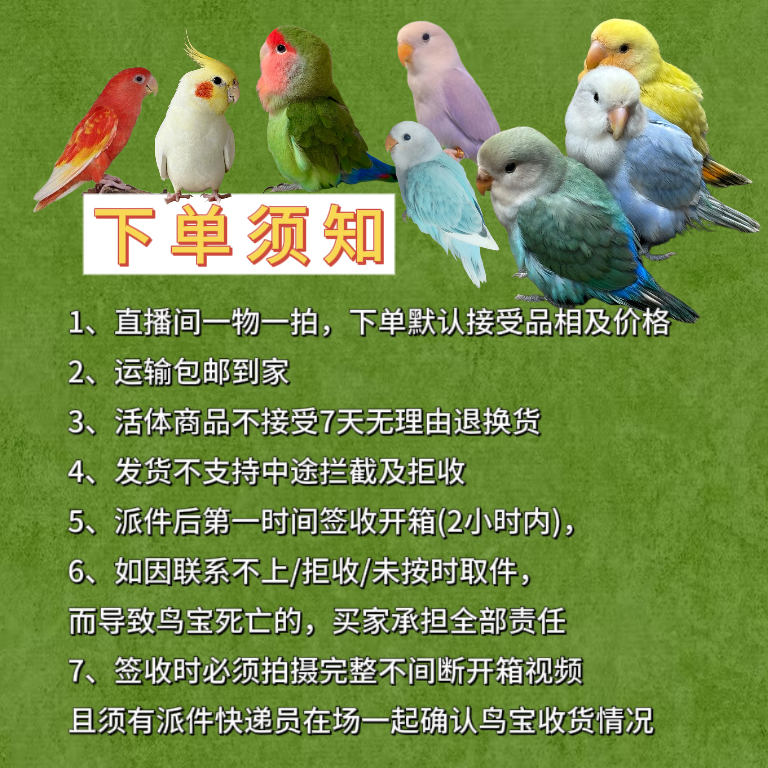 《金》手养鹦鹉直播间一物一拍