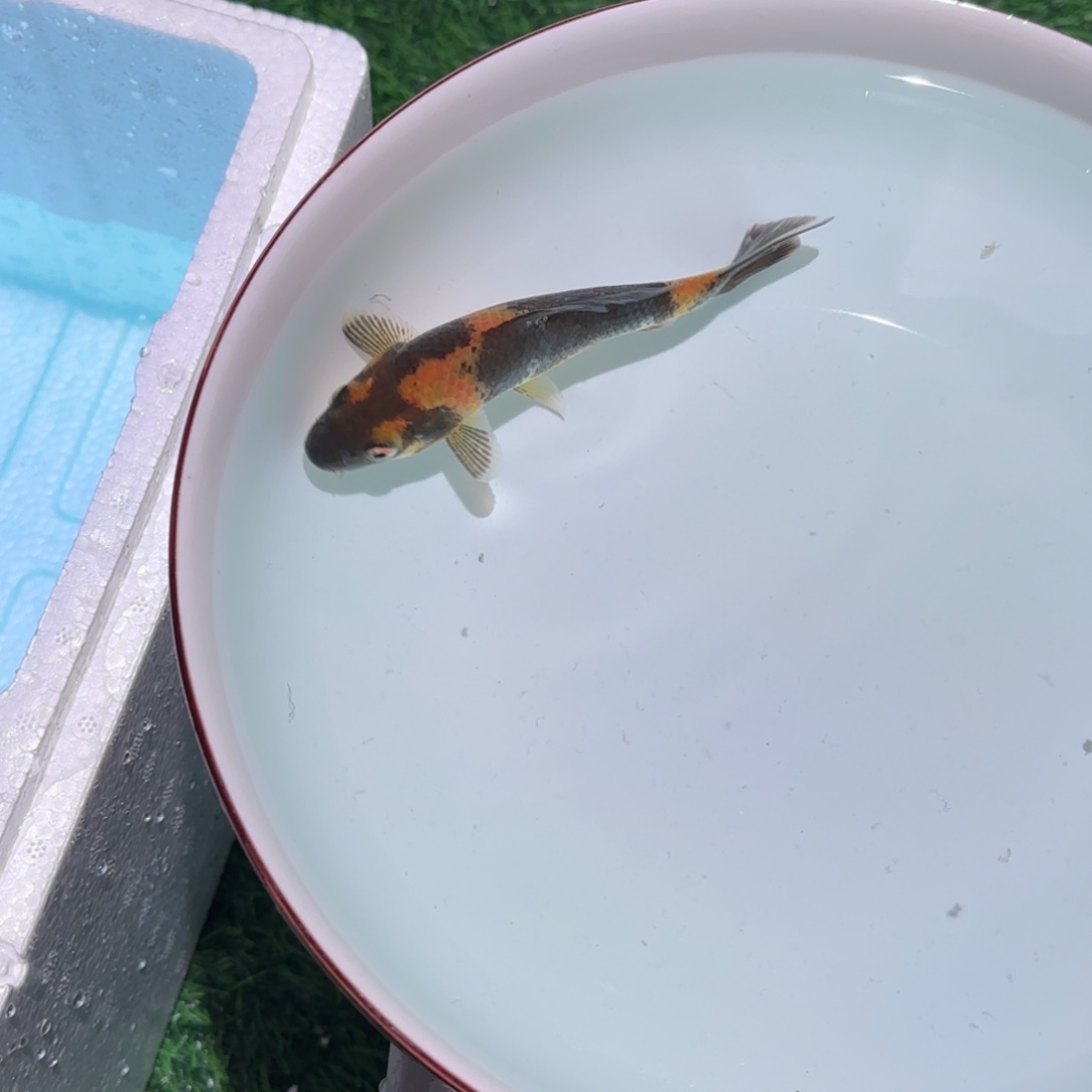 觀***照锦鲤锦鲤 观赏鱼 锦鲤