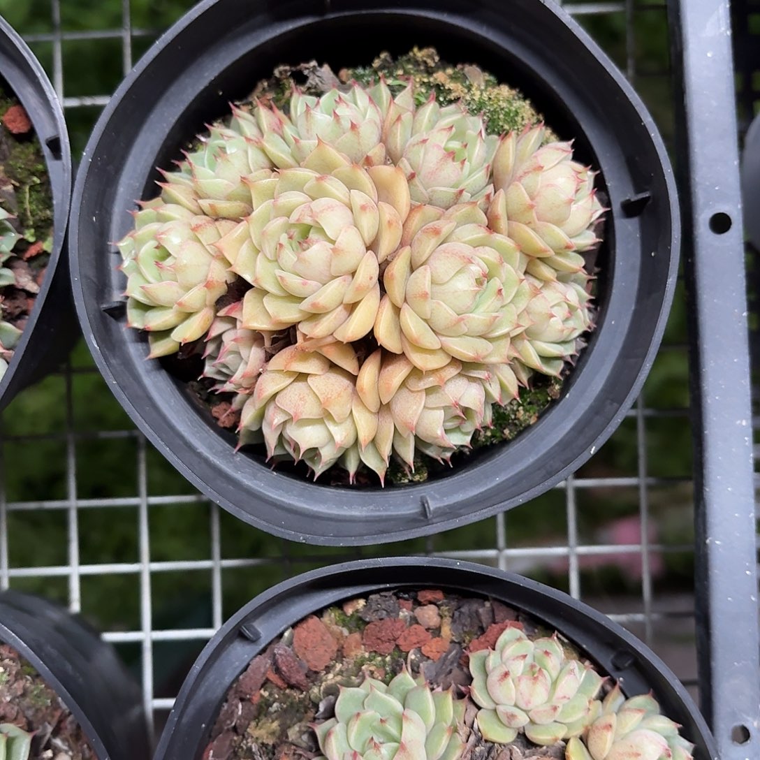 笨巴蒂斯群生12㎝盆参考