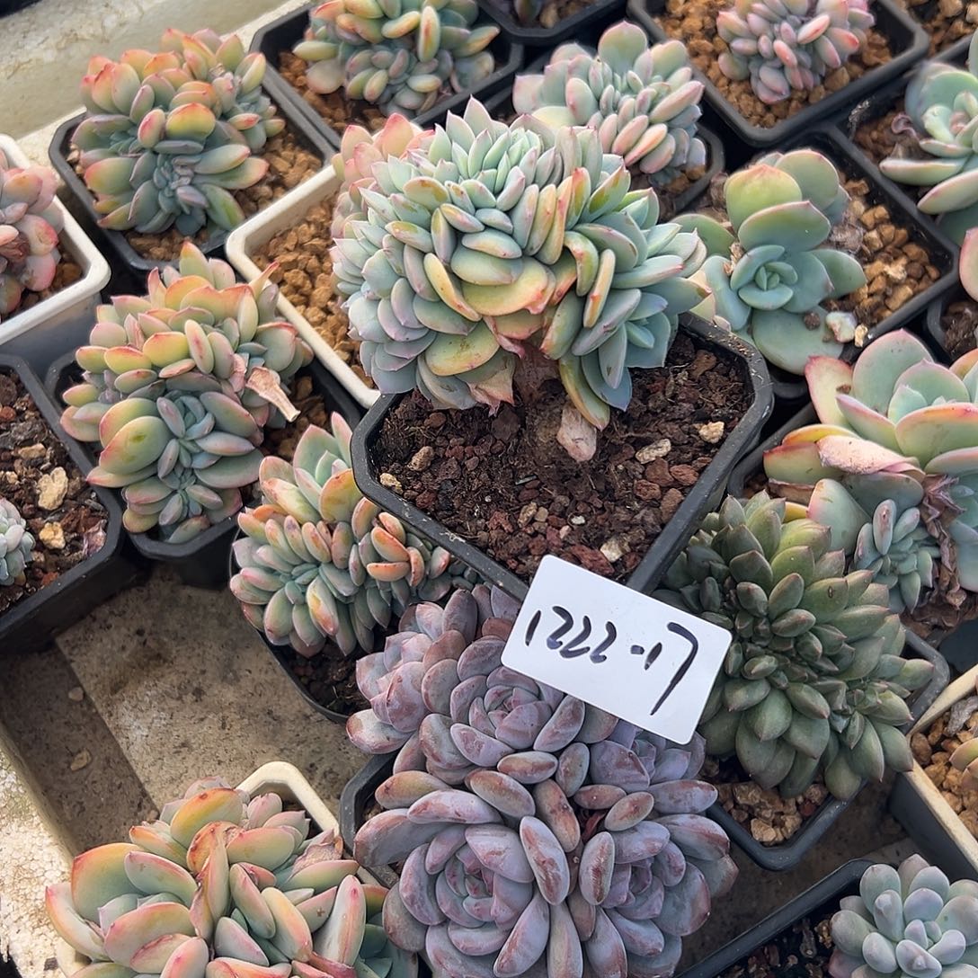 清***淡1222-17白凤缀多肉植物