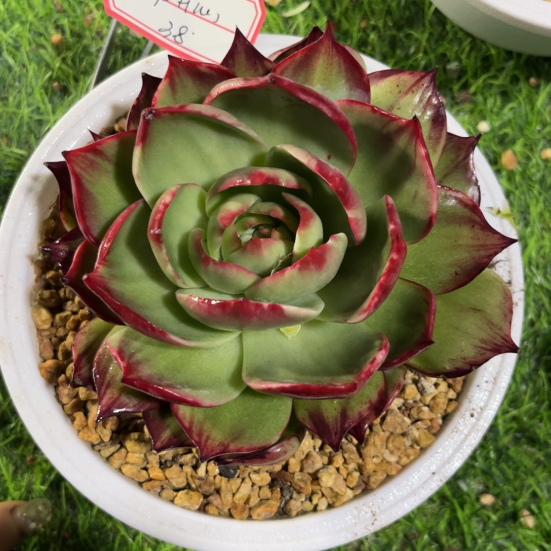 常*心惊鸿仙子 一物一拍