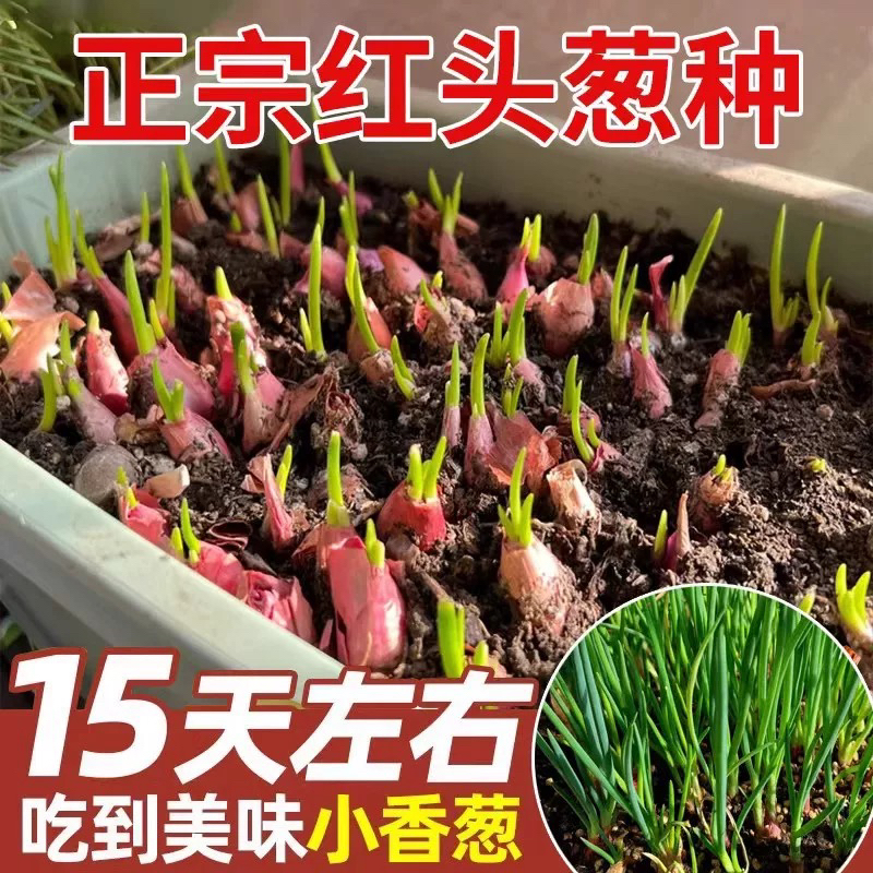 山东寿光红葱头四季小香葱头可盆栽种植蔬菜火葱头