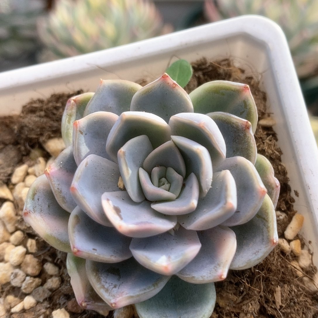 160不知名杂锦锦锦锦