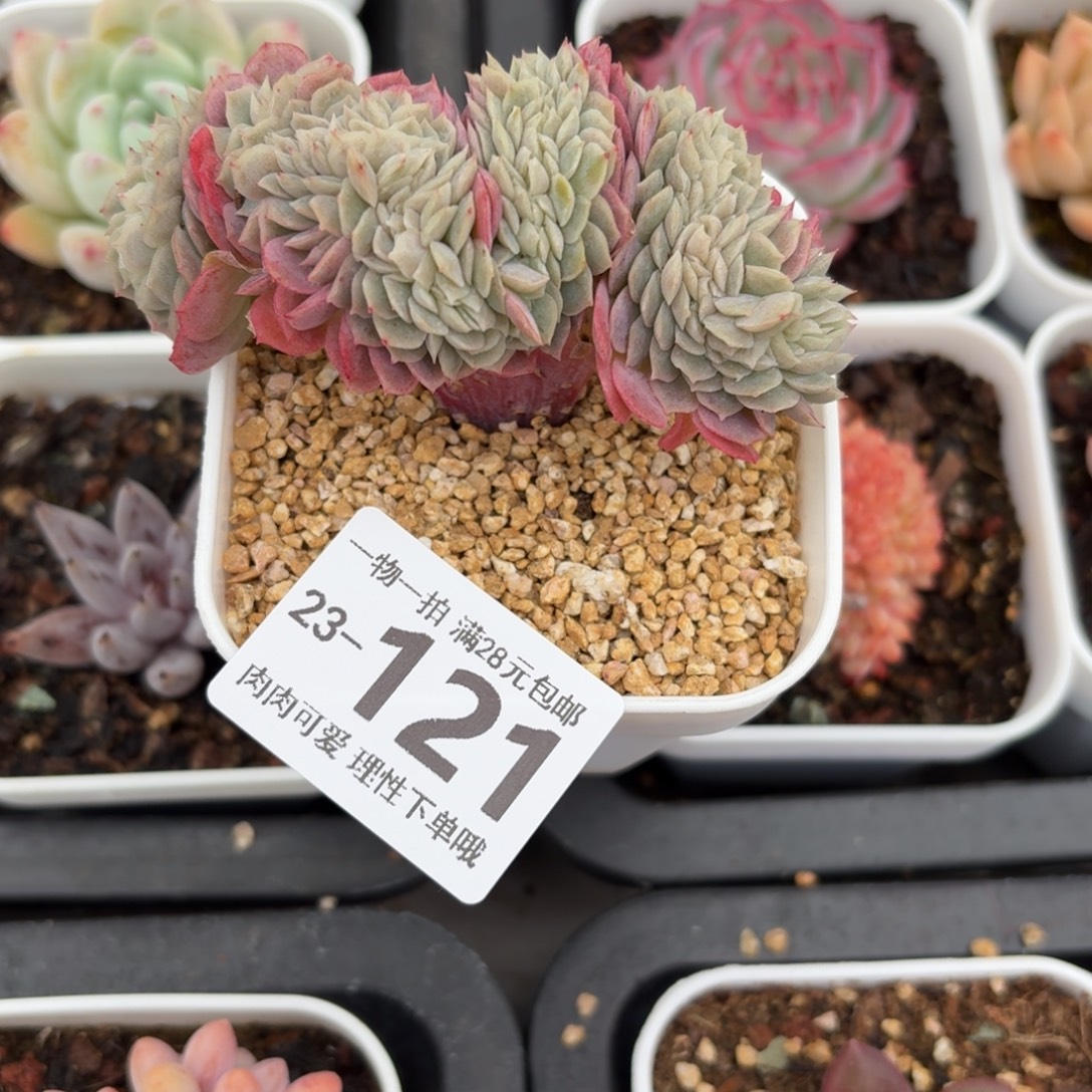 贝瑞缀瑞无盆土发货无