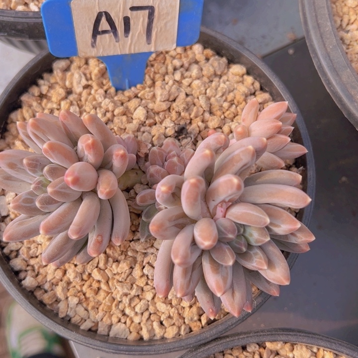 健健康康平平安安