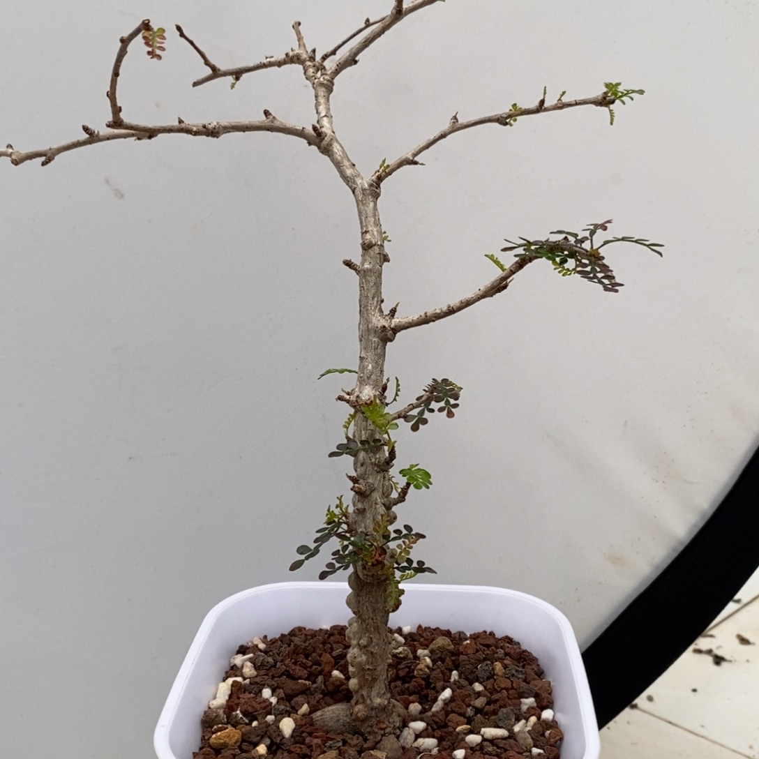 列加氏漆树实生带盆