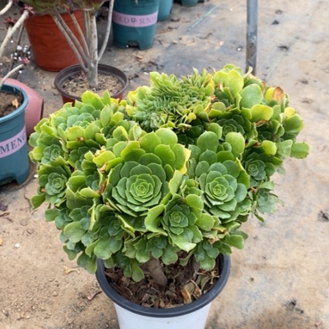 绿羊绒缀多肉植物009