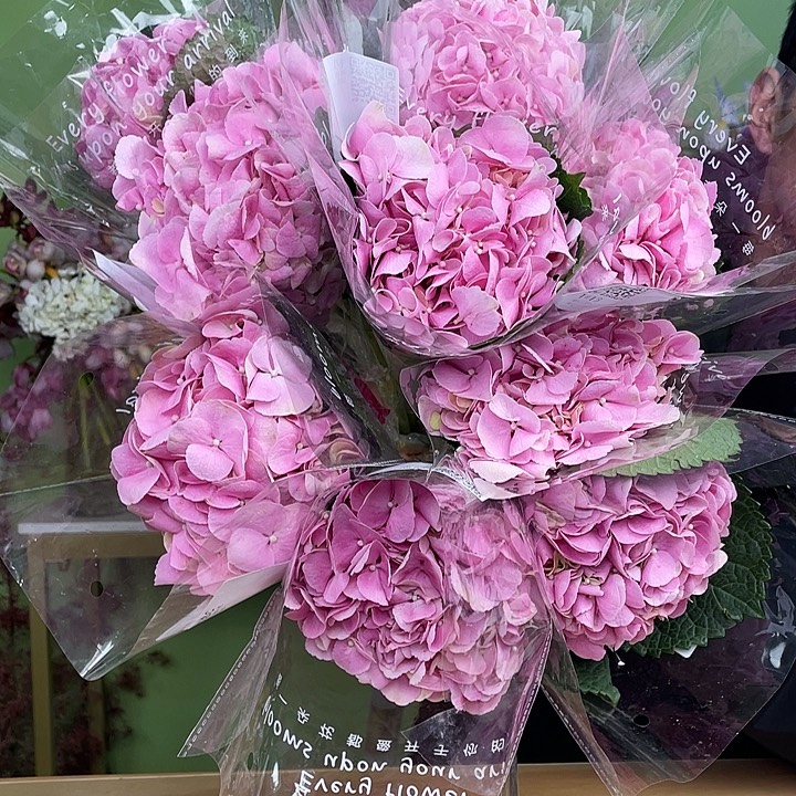 完全开放C级初恋6支