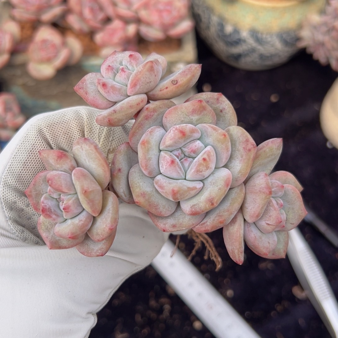 新年快乐 新年快乐