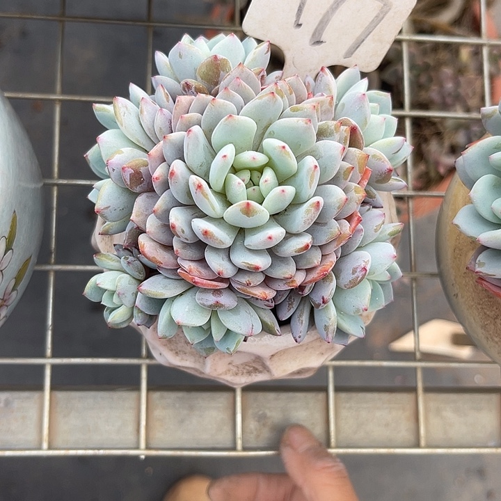 两单包邮，一物一拍177星星橙