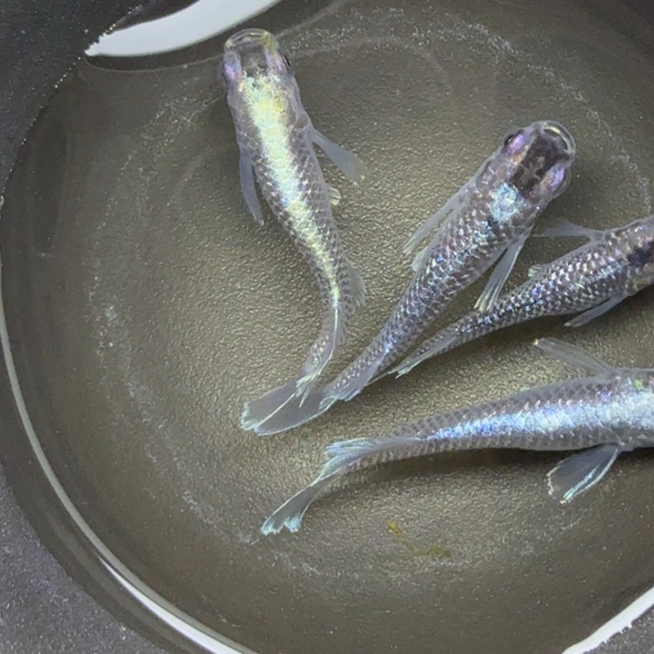 青鳉鱼星光礼服41号