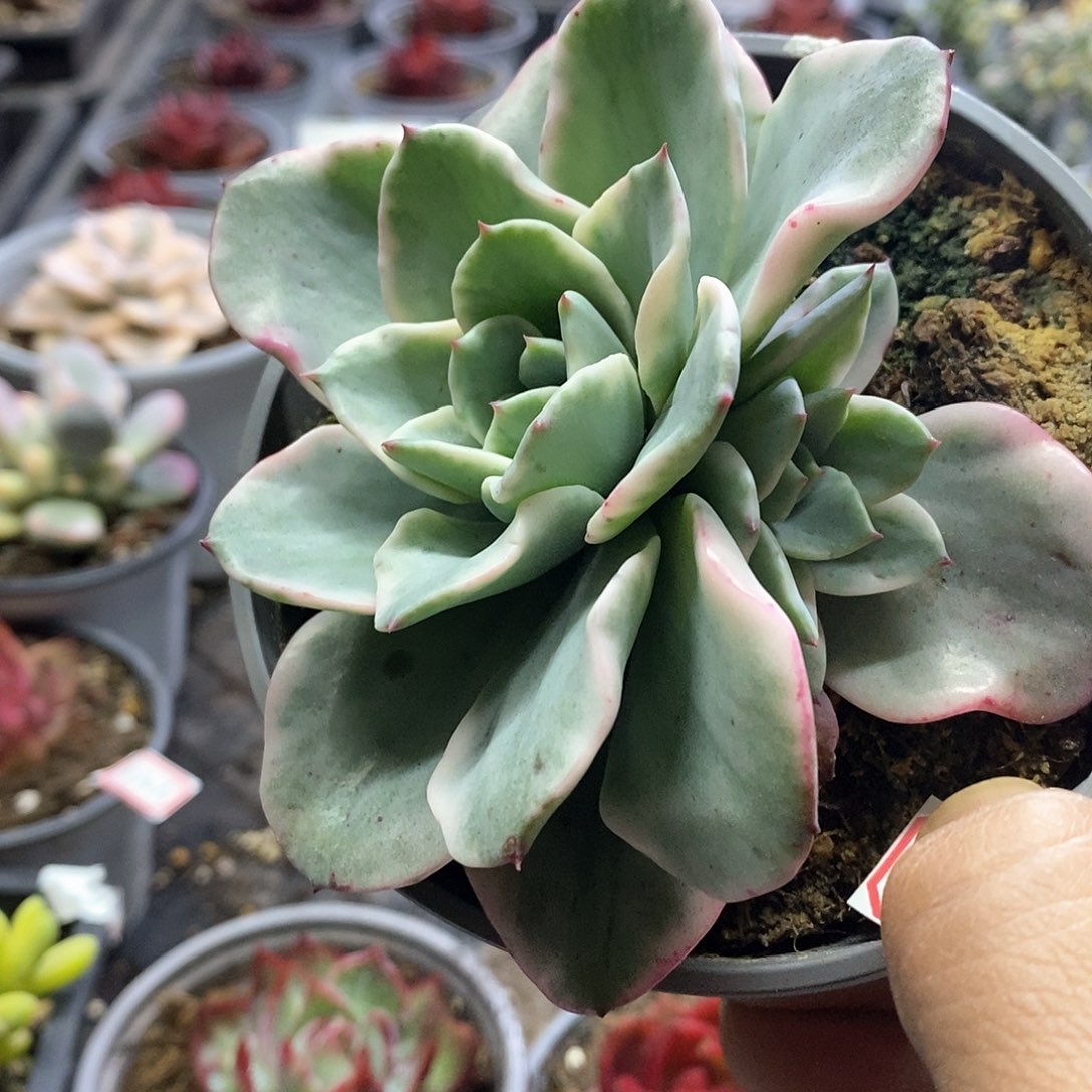 1330精美多肉奶油黄桃锦带崽