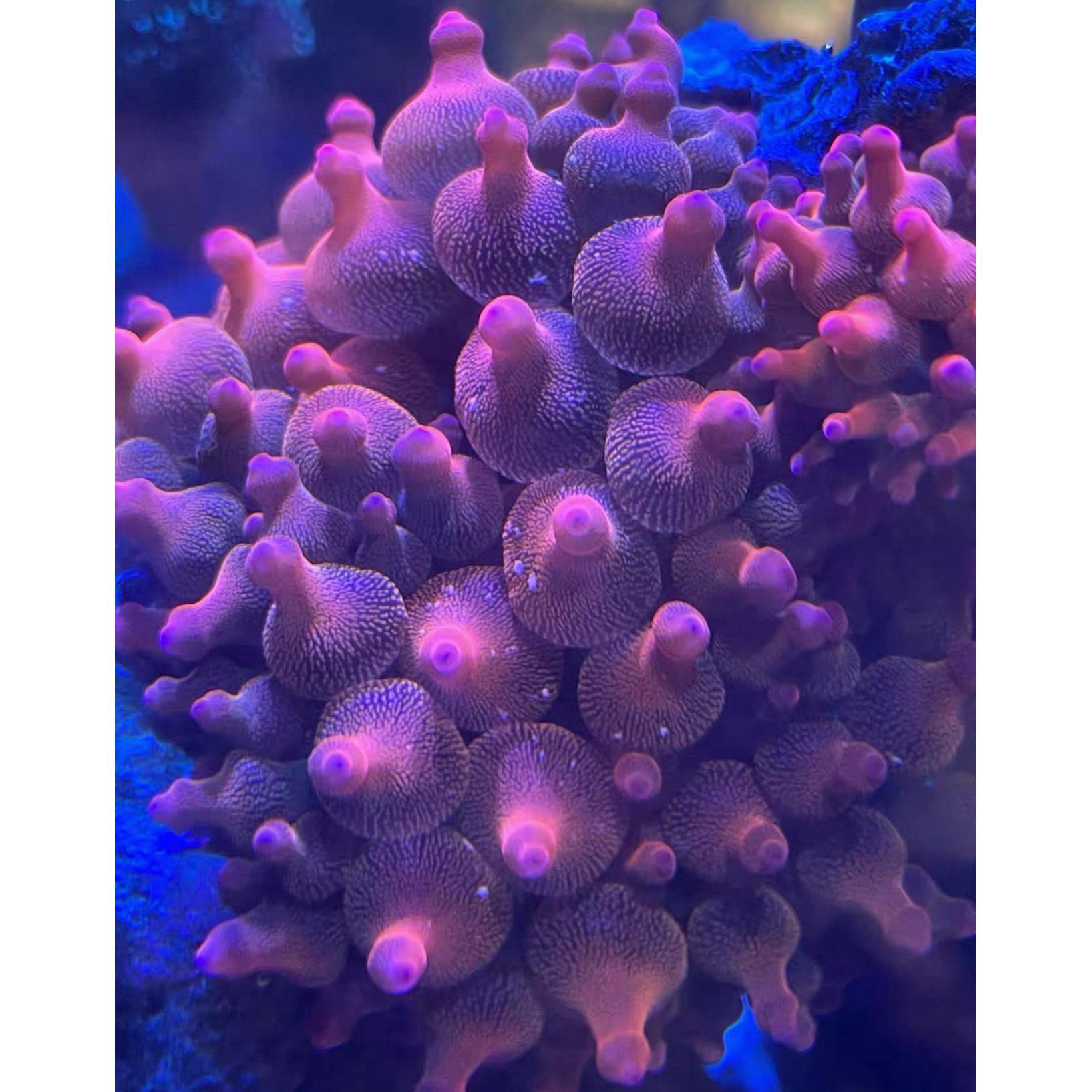 【顺丰包邮】红奶嘴海葵珊瑚活体小丑共生海葵海缸观赏生物