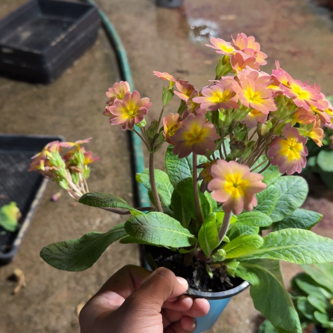 完全开放有11111111111