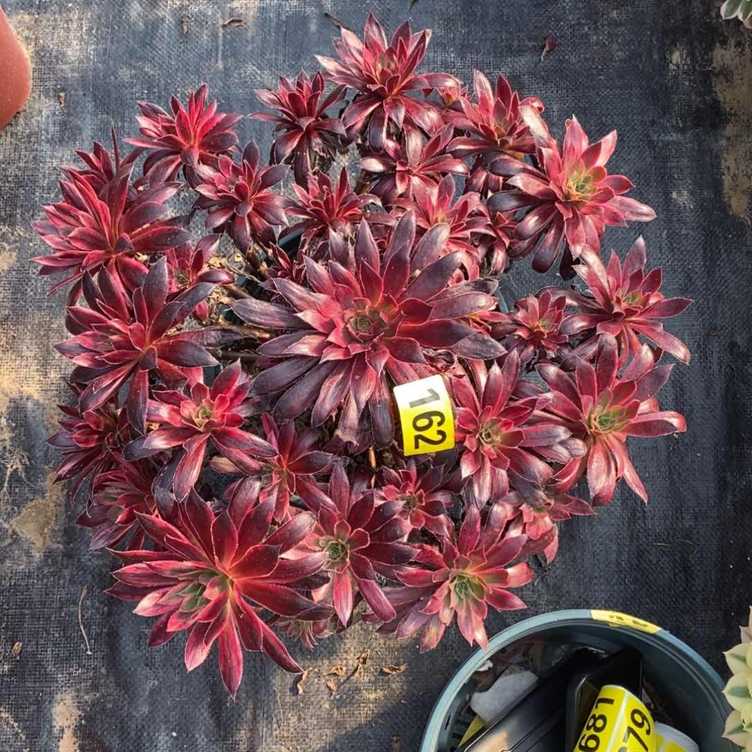 孔雀锦多肉法师162