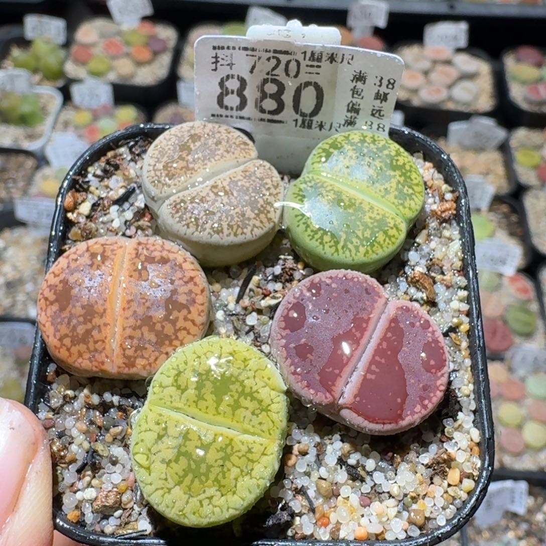 Sss精品便宜出了880