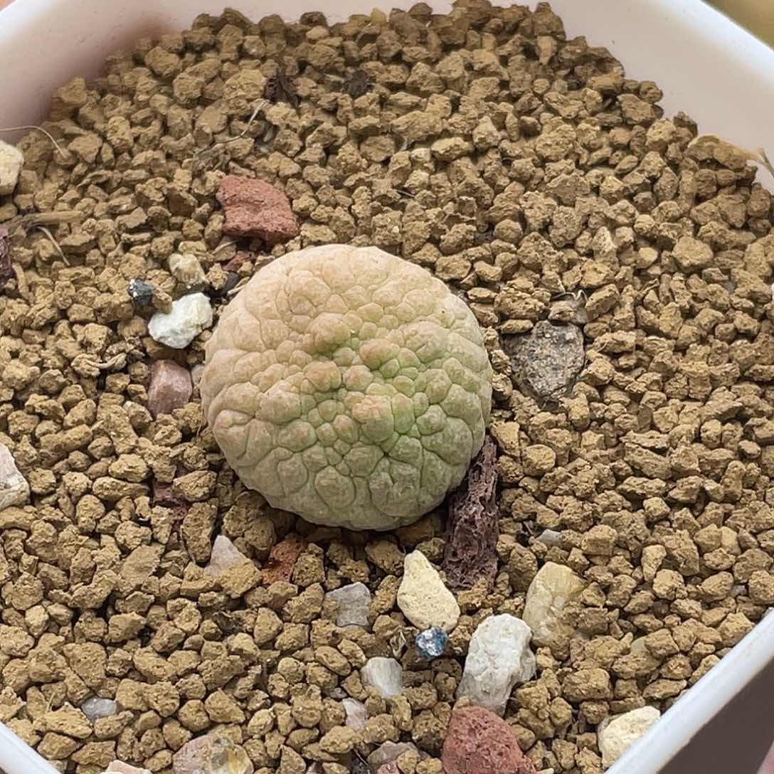 实生十字方凝蹄玉仙人球