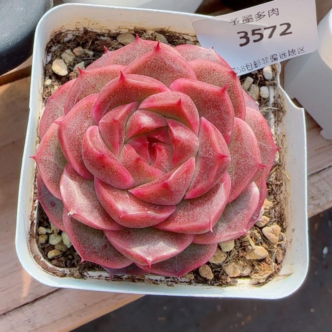 红珊瑚，3572多肉植物