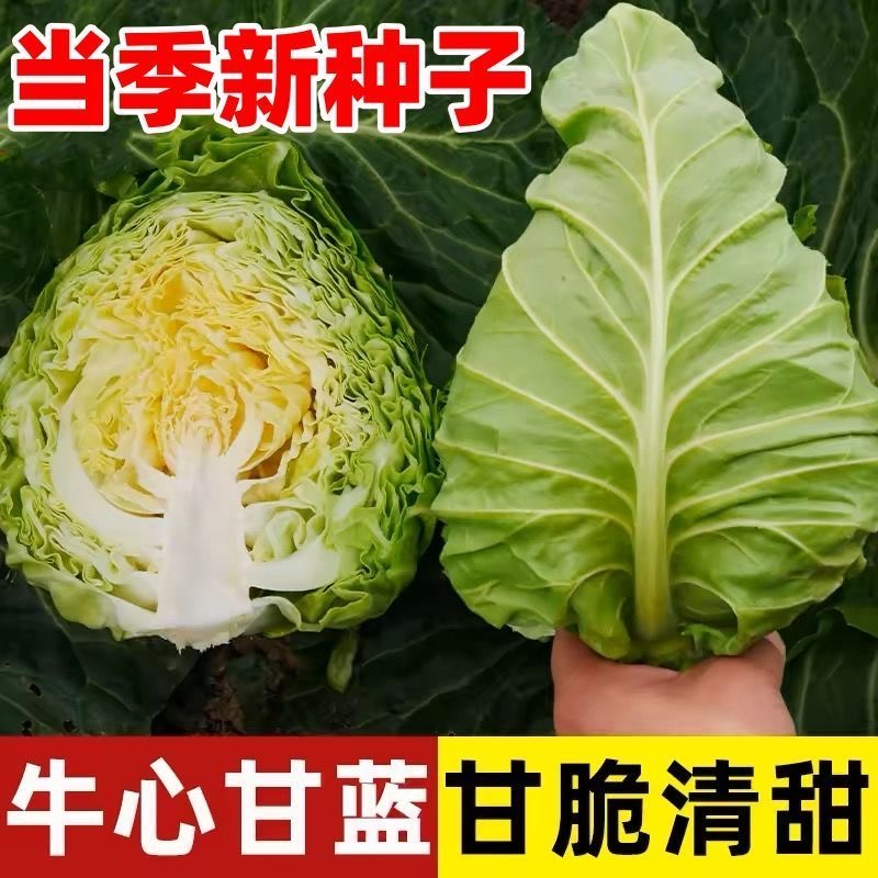 【牛心甘蓝种子】牛心甘蓝种子四季种植家庭阳台小院