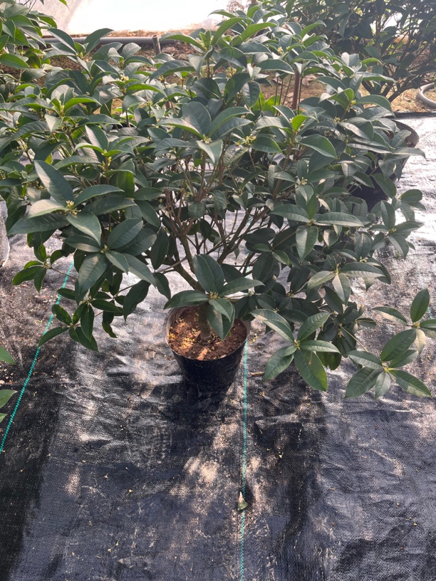 四季桂月月桂精品苗一物一拍