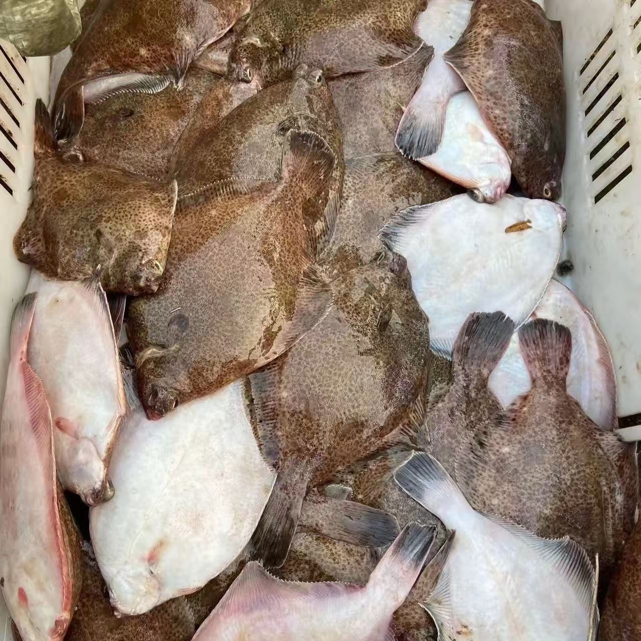 海捕本地新鲜鼓眼鱼肉质鲜嫩顺丰京东包邮