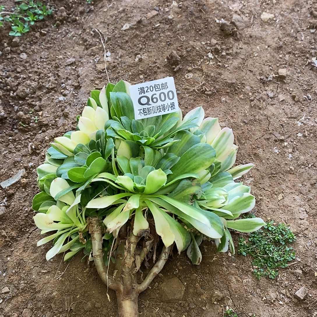 600五彩琉璃多肉法师锦有砍