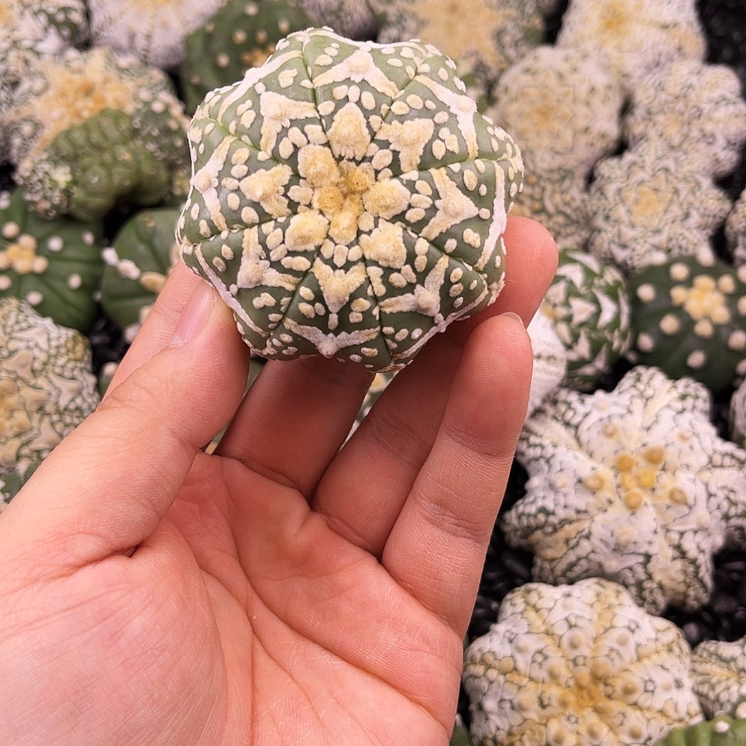 哈哈哈哈哈哈哈哈ｖ兜兜兜