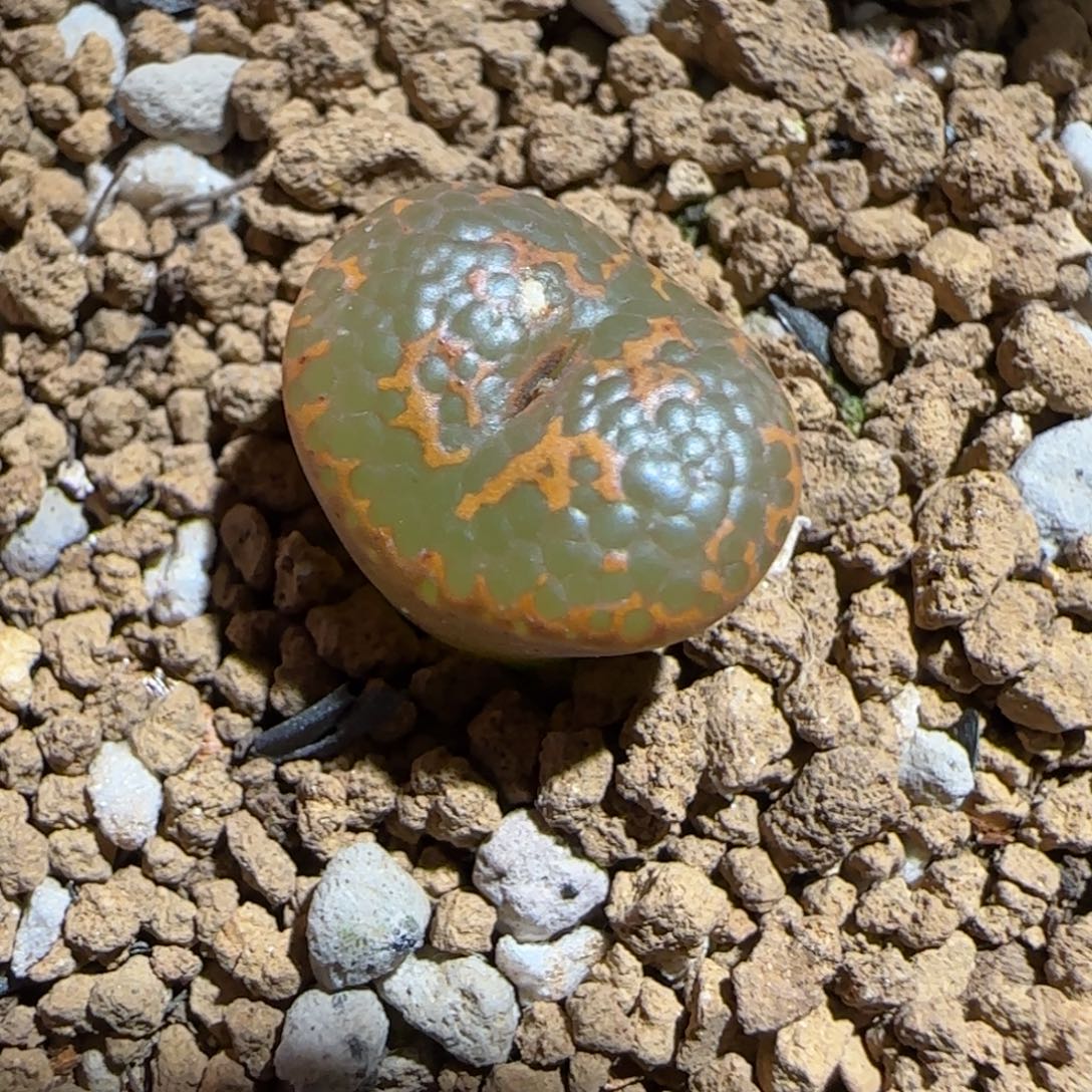 肉锥多肉植物组合-k勋有疤1225