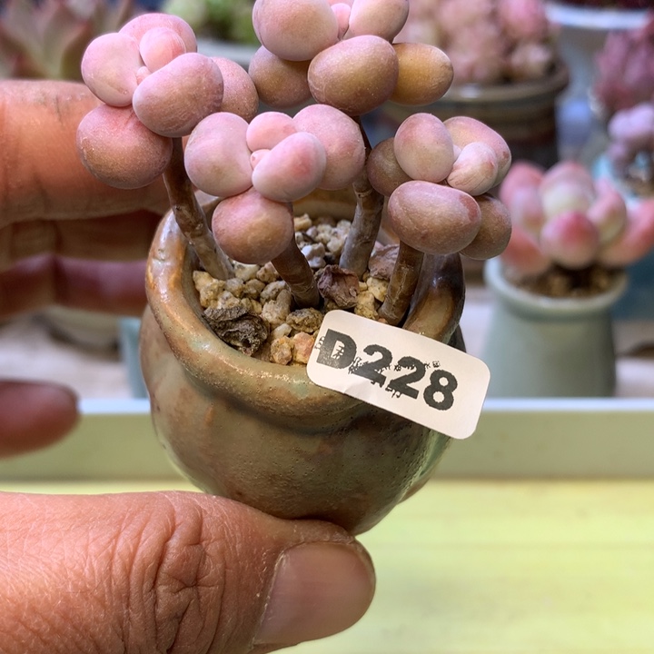 D228一物一拍带盆