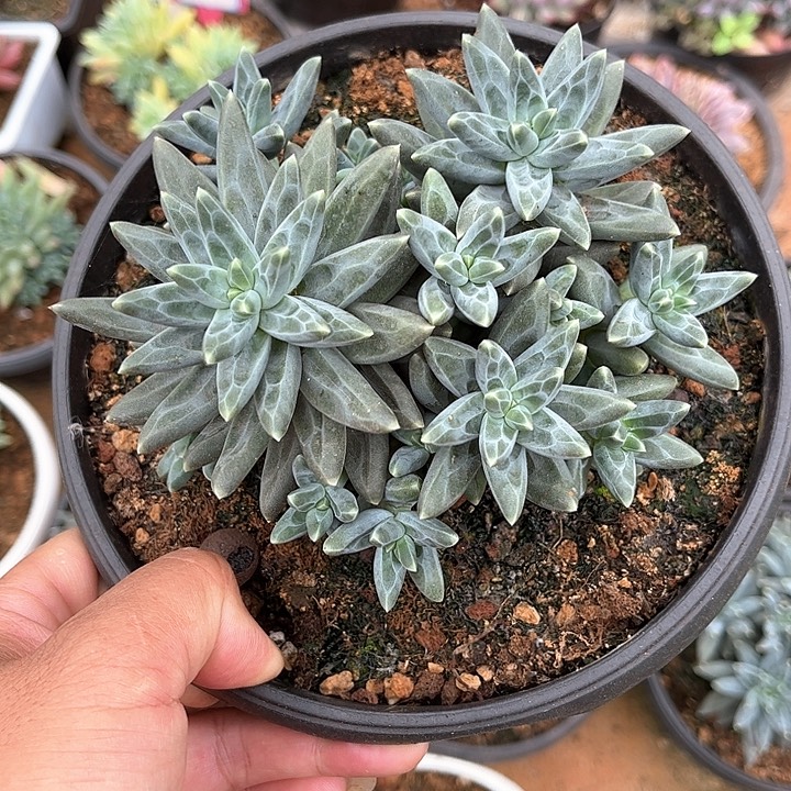 多肉植物一物一拍发货