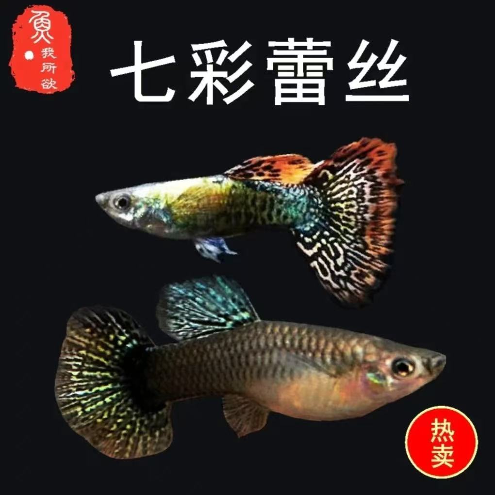 精品七彩蕾丝孔雀鱼小型热带观赏鱼临产带肚小孕母白云新手凤尾
