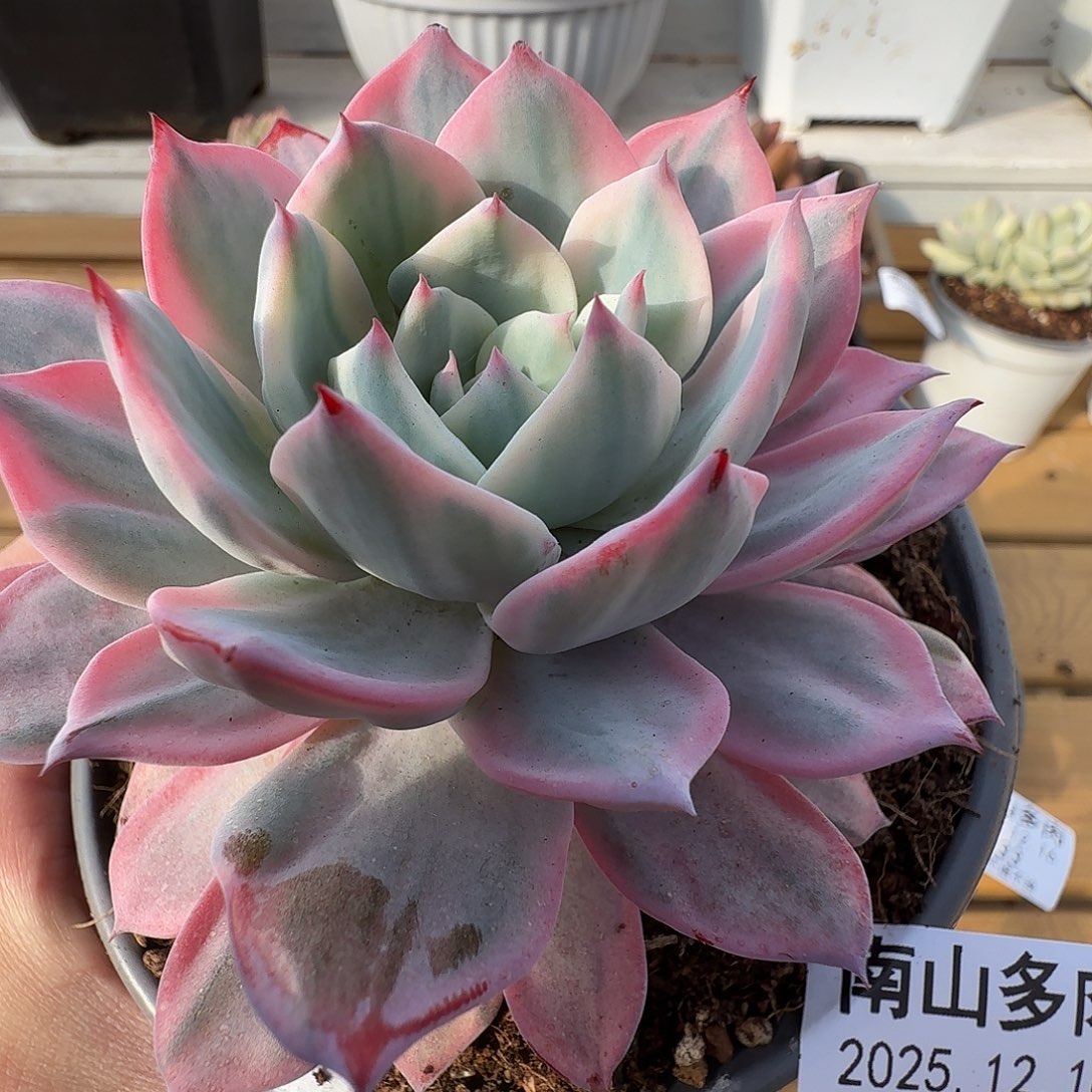 劳伦斯1111216-134